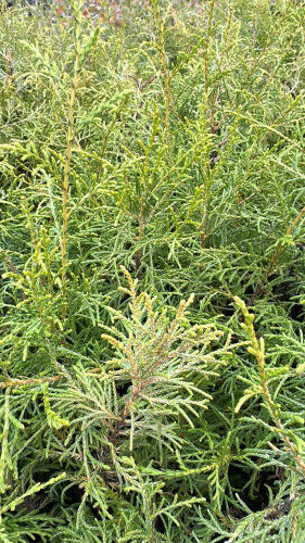 Cupressus Torulosa - 50 Plants